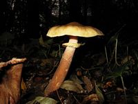Armillaire couleur de miel. Cliquer pour agrandir l'image.