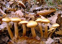 Armillaire couleur de miel. Cliquer pour agrandir l'image.
