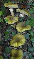 Armillaire couleur de miel. Cliquer pour agrandir l'image.