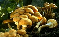 Armillaire couleur de miel. Cliquer pour agrandir l'image.