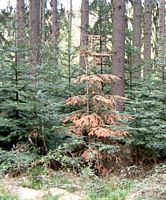 Armillaire couleur de miel. Sapin mourrant. Cliquer pour agrandir l'image.