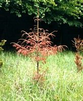 Armillaire couleur de miel. Jeune sapin atteint. Cliquer pour agrandir l'image.