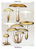 Armillaire couleur de miel. Dessin d'identification. Cliquer pour agrandir l'image.