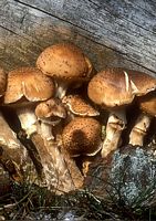 Armillaire couleur de miel. Cliquer pour agrandir l'image.