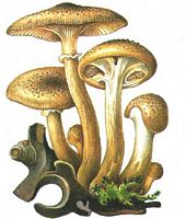 Armillaire d'Ostoya. Dessin. Cliquer pour agrandir l'image.