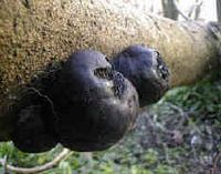 Daldinia concentrica. Cliquer pour agrandir l'image.