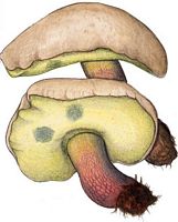 Bolet à beau pied. Dessin. Cliquer pour agrandir l'image.