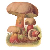 Bolet à beau pied. Dessin. Cliquer pour agrandir l'image.