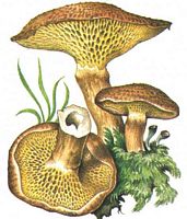 Bolet à pied creux. Dessin. Cliquer pour agrandir l'image.