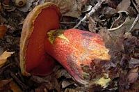 Bolet à pied rouge. Cliquer pour agrandir l'image.