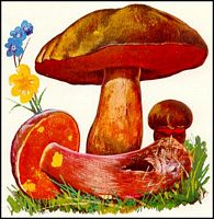 Bolet à pied rouge. Dessin. Cliquer pour agrandir l'image.