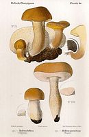 Bolet amer. Dessin de Rolland. Cliquer pour agrandir l'image.