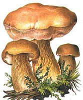 Bolet amer. Dessin. Cliquer pour agrandir l'image.