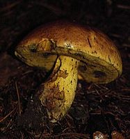 Bolet appendiculé. Cliquer pour agrandir l'image.