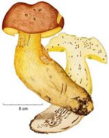 Bolet appendiculé. Cliquer pour agrandir l'image.
