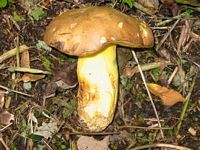 Bolet appendiculé. Cliquer pour agrandir l'image.