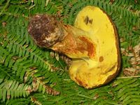 Bolet appendiculé. Cliquer pour agrandir l'image.