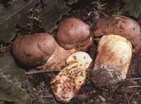 Bolet appendiculé. Cliquer pour agrandir l'image.