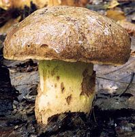 Bolet appendiculé. Cliquer pour agrandir l'image.