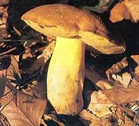 Bolet appendiculé. Cliquer pour agrandir l'image.