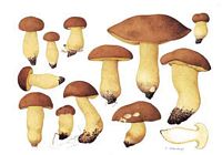 Bolet appendiculé. Planche. Cliquer pour agrandir l'image.
