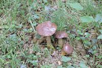 Bolet bai. Cliquer pour agrandir l'image.