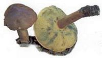 Bolet bai. Cliquer pour agrandir l'image.