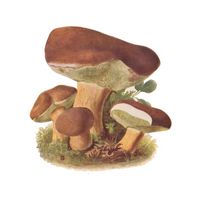 Bolet bai. Dessin. Cliquer pour agrandir l'image.