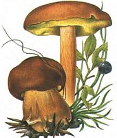 Bolet bai. Dessin. Cliquer pour agrandir l'image.