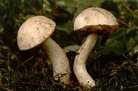 Bolet blanc de neige. Cliquer pour agrandir l'image.