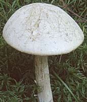 Bolet blanc de neige. Cliquer pour agrandir l'image.