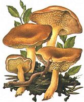 Bolet des bouviers. Dessin. Cliquer pour agrandir l'image.