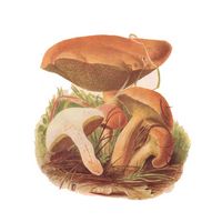 Bolet des bouviers. Dessin. Cliquer pour agrandir l'image.