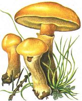 Bolet élégant. Dessin. Cliquer pour agrandir l'image.