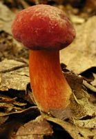 Bolet framboise. Cliquer pour agrandir l'image.