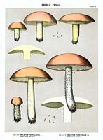 Bolet granulé. Dessin d'identification. Cliquer pour agrandir l'image.