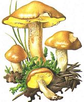 Bolet granulé. Dessin. Cliquer pour agrandir l'image.