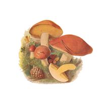 Bolet granulé. Dessin. Cliquer pour agrandir l'image.