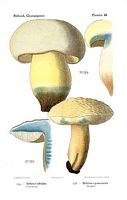 Bolet indigotier. Dessin d'identification. Cliquer pour agrandir l'image.