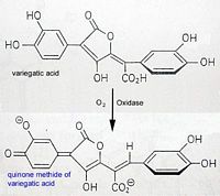 Bolet indigotier. L'acide variégatique et sa conversion en un composé bleu par l'oxygène en présence d'oxydase. Cliquer pour agrandir l'image.