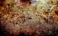 Bolet indigotier. Pores. Cliquer pour agrandir l'image.