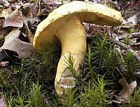 Bolet indigotier. Cliquer pour agrandir l'image.