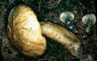 Bolet indigotier. Cliquer pour agrandir l'image.