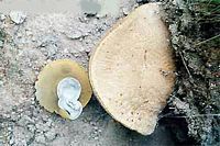 Bolet indigotier. Cliquer pour agrandir l'image.