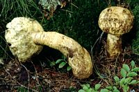 Bolet indigotier. Cliquer pour agrandir l'image.