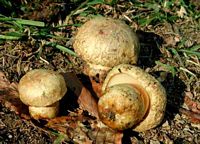 Bolet indigotier. Cliquer pour agrandir l'image.
