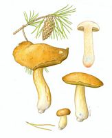 Bolet moucheté. Dessin. Cliquer pour agrandir l'image.