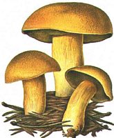 Bolet moucheté. Dessin. Cliquer pour agrandir l'image.