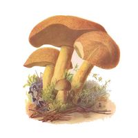 Bolet moucheté. Dessin. Cliquer pour agrandir l'image.