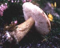 Bolet poivré. Cliquer pour agrandir l'image.